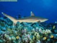/album/breat-barrier-reef-images/a1-jpg1/
